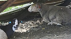 Ovce a koza v písteku na pastvinách v okolí Jindichovic na Sokolovsku, 6....