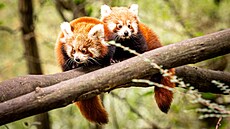 Mláata pandy ervené z ostravské zoologické zahrady u dlají návtvníkm...