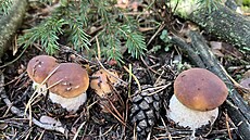 H�ib hn�dý h�iby smrkové a skupinka h�ib� ková�� , Lan�krounsko