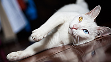 Khao manee je málopo�etné plemeno p�vodem z Thajska, cen�né po celém sv�t�. K...