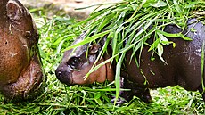 Sami�ka Moo Deng se svou matkou ve výb�hu thajské zoo Khao Kheow Open Zoo.