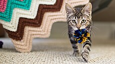 Hraky pro koky nemusí být úpln sofistikované, nkdy staí málo.