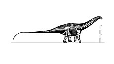 Apatosaurus byl velmi robustní diplodokidní sauropod, u kterého se po�et...