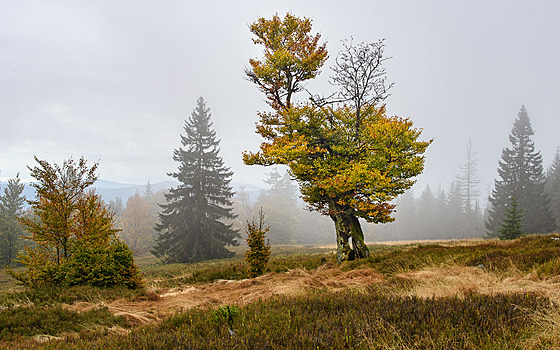 Krásu mýtin �schachten� podtrhují solitérní stromy, vypovídající o drsných...