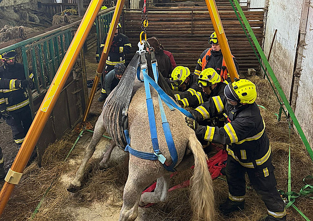 Postavit kon zpt na nohy ve stáji v Krásné u Kraslic na Sokolovsku trvalo...