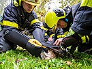 Ostravt hasii pi zchran jestba lesnho, kter se zamotal do ochrann...