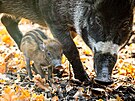 Stdo prasat visajnskch v ostravsk zoologick zahrad se rozrostlo o dv...