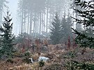 Jihoet policist ptraj v umavskch lesch po dvojici mu, pravdpodobn...