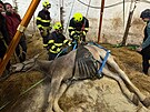 Postavit kon zpt na nohy ve stji v Krsn u Kraslic na Sokolovsku trvalo...