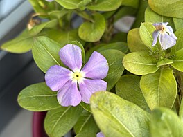 Fotografie po��zen� smartphonem Apple iPhone 15 Plus