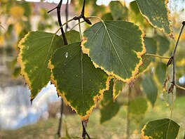 Fotografie po��zen� smartphonem Apple iPhone 15 Plus