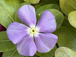 Fotografie po��zen� smartphonem Apple iPhone 16 Plus