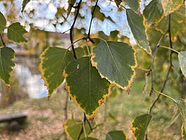 Fotografie po��zen� smartphonem Apple iPhone 16 Plus