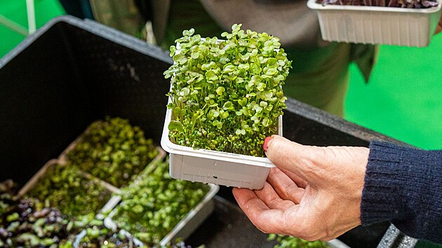 �erstvou bazalku lze sklidit za 5 t�dn�, m�tu za 4 t�dny a sal�t za 6 t�dn�.