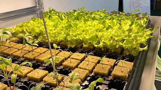 P�stuje se ve skeln� vat�.