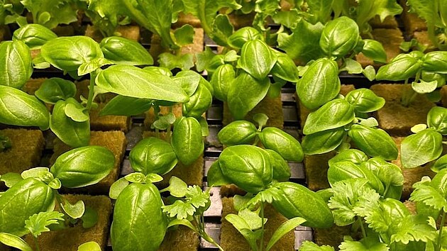 Po n�kolika t�dnech se m��e skl�zet.