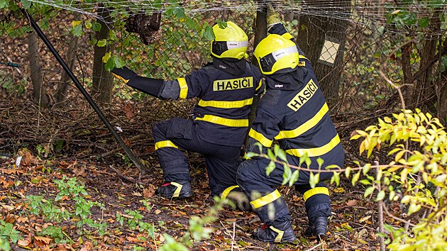 Ostravt hasii pi zchran jestba lesnho, kter se zamotal do ochrann st u kurnku. (24. jna 2024)