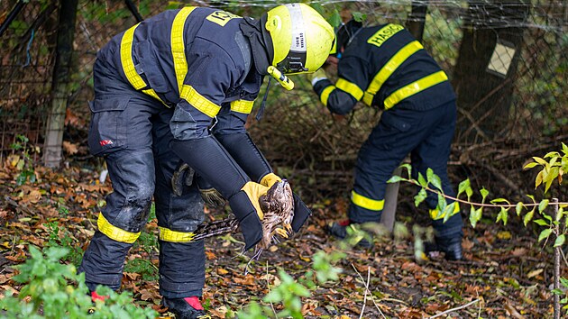 Ostravt hasii pi zchran jestba lesnho, kter se zamotal do ochrann st u kurnku. (24. jna 2024)