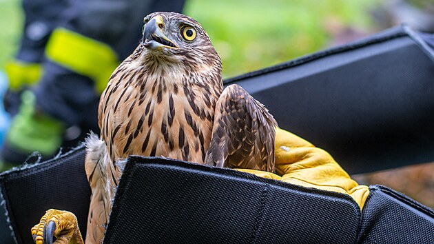 Ostravt hasii pi zchran jestba lesnho, kter se zamotal do ochrann st u kurnku. (24. jna 2024)