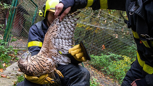 Ostravt hasii pi zchran jestba lesnho, kter se zamotal do ochrann st u kurnku. (24. jna 2024)