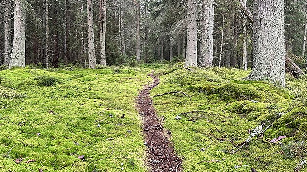 Sprva umavskho parku nechala pesunout st stezky z frekventovan silnice do lesa.