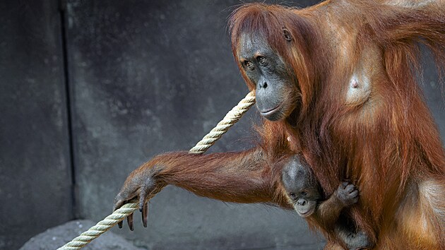 Samice Diri a p�lro�n� Harapan na v�t��m z ostrov� v orangutan� expozici pavilonu Indon�sk� d�ungle. (��jen 2024)