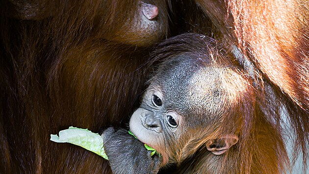 Z�kladn� slo�kou potravy je pro orangutan� batole zat�m ml�ko, Hari u� ale ochutn�v� i listovou zeleninu. (��jen 2024)