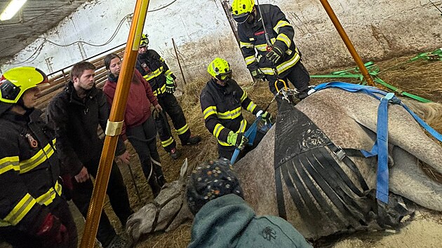 Postavit kon zpt na nohy ve stji v Krsn u Kraslic na Sokolovsku trvalo hasim piblin ti hodiny. (27. jna 2024)