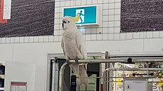 Odchytit ptáka se n�kolikrát pokou�eli i �lenové sydneyské m�stské slu�by pro...