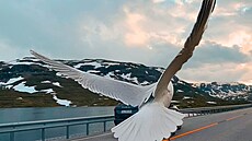 P�kná ptákovina. Dacia si cht�la hodn� u�ít premiéru svého nového velkého...