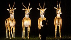 Pra�ská zoo má jako první sv�telnou zahradu. (25. �íjna 2024)