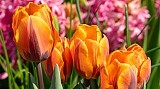 Podzim je �asem sázení cibulovin, tulipány nevyjímaje. Ty jsou snad...