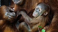 Same�ek Harapan, mlád� orangutana sumaterského, bude mít 2. listopadu �est...