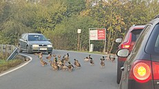 Hejno kachen ka�dý den blokuje silnici v pra�ské Dub�i