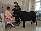 Dev�tilet� kobyla shetlandsk�ho pony Sofie s chovatelkou Radka Gazdov� p�ijela...