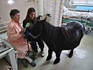Dev�tilet� kobyla shetlandsk�ho pony Sofie s chovatelkou Radka Gazdov� p�ijela...