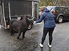 Dev�tilet� kobyla shetlandsk�ho pony Sofie s chovatelkou Radka Gazdov� p�ijela...