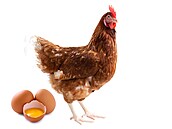 Barva sko�ápky je daná plemenem slepice, neovliv�uje tedy chu�...