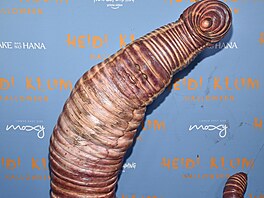 Heidi Klumová na své halloweenské party v New Yorku (31. íjna 2022)