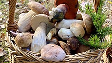 P�esto�e se po�así u� p�eklopilo do podzimního módu, stále nosíte z lesa...