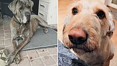 Nejroztomilej�í mazlí�ci m�síce �íjna vyhrávají kvalitní granule a deky od...