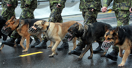 Psi z�ejm� krok na most� ru�it nemusejí...