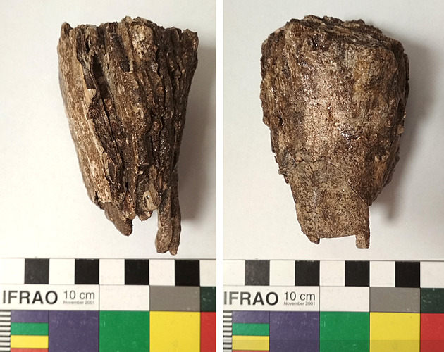 Kosterní pozstatky nejmén tí mamut a nástroje jejich lovc ze starí doby...