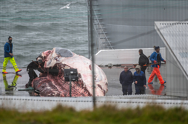 Iceland resumes whaling despite protests, drawing dismay