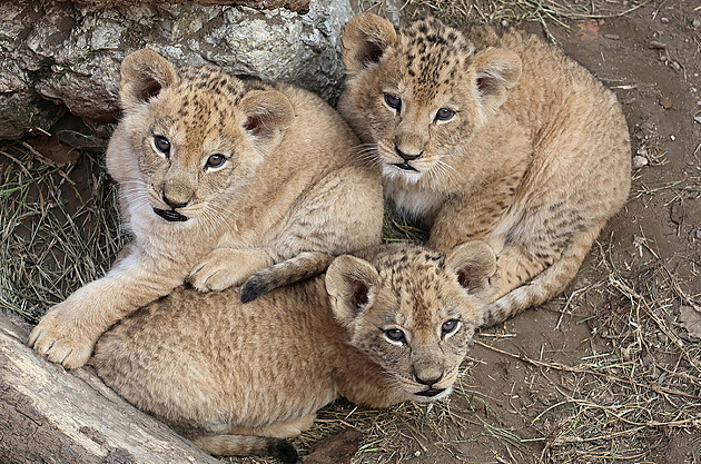 Náv�t�vníci hodonínské zoo nov� mohou spat�it trojici lví�at, která se narodila...