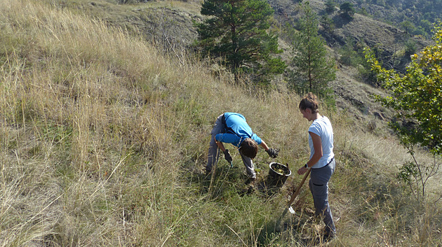 Likvidace opuncií se provádí poctiv run, s rýi a motykami, v rukavicích.