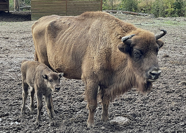 Malá zub�ice Tazu zatím nesm�le prozkoumává prostorný výb�h v táborské zoo,...