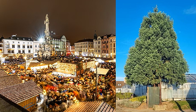 Olomouckým vánoním stromem bude letos na Horním námstí sekvojovec obrovský,...