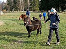 estice shetlandskch ponk se vydala na zimovit k Rokytnu