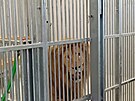 Do tborsk zoo pivezli blho lva Gandalfa a lvici